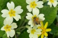 Abeille dans primevère